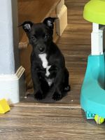Jack Russell Terrier Puppies for sale in Winnetka, Los Angeles, CA, USA. price: NA