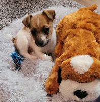 Jack Russell Terrier Puppies for sale in Hephzibah, GA 30815, USA. price: NA