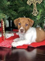 Jack Russell Terrier Puppies for sale in Lancaster, PA, USA. price: NA