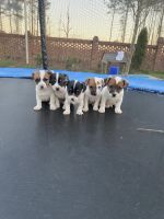 Jack Russell Terrier Puppies for sale in Elizabethtown, NC 28337, USA. price: NA