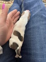 Jack Russell Terrier Puppies for sale in Steamboat Springs, CO 80487, USA. price: NA