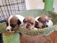 Jack Russell Terrier Puppies for sale in Elizabeth, NJ, USA. price: NA