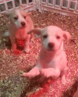 Jack Russell Terrier Puppies for sale in Baytown, TX, USA. price: NA