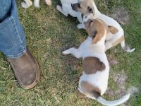 Jack Russell Terrier Puppies for sale in Opp, AL 36467, USA. price: NA