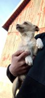 Jack Russell Terrier Puppies for sale in Loyal, WI 54446, USA. price: NA