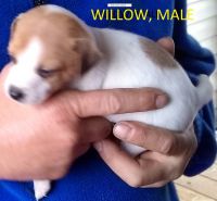 Jack Russell Terrier Puppies for sale in Big Cabin, OK, USA. price: NA
