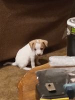 Jack Russell Terrier Puppies for sale in Waldron, MI 49288, USA. price: NA