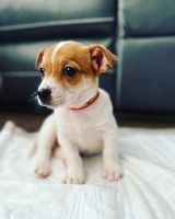 Jack Russell Terrier Puppies for sale in 5300 N Sheridan Rd, Chicago, IL 60640, USA. price: NA