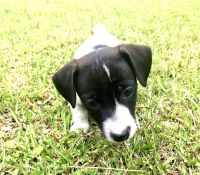 Jack Russell Terrier Puppies for sale in Walterboro, SC 29488, USA. price: NA