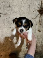 Jack Russell Terrier Puppies for sale in West Manchester, OH 45382, USA. price: NA