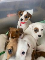 Jack Russell Terrier Puppies for sale in Oklahoma City, OK, USA. price: NA