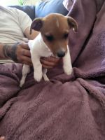 Jack Russell Terrier Puppies for sale in Elizabeth, NJ, USA. price: NA