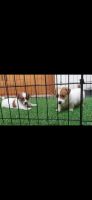 Jack Russell Terrier Puppies for sale in Bengaluru, Karnataka, India. price: 20000 INR