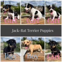 Jack Russell Terrier Puppies for sale in Lehigh Acres, FL 33971, USA. price: NA