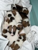 Jack Russell Terrier Puppies for sale in Cypress, TX, USA. price: NA