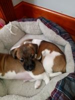Jack Russell Terrier Puppies for sale in Scotch Plains, NJ 07076, USA. price: NA