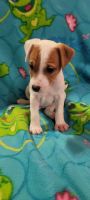 Jack Russell Terrier Puppies for sale in La Quinta, CA, USA. price: NA