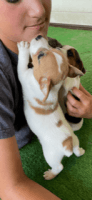 Jack Russell Terrier Puppies for sale in Chiefland, FL 32626, USA. price: NA