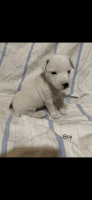 Jack Russell Terrier Puppies for sale in Melbourne, FL, USA. price: NA