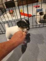 Jack Russell Terrier Puppies for sale in Elon, NC, USA. price: NA