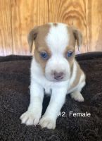 Jack Russell Terrier Puppies for sale in Walterboro, SC 29488, USA. price: NA