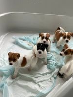 Jack Russell Terrier Puppies Photos