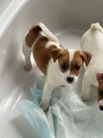 Jack Russell Terrier Puppies Photos