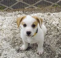 Jack Russell Terrier Puppies for sale in Portland, IN 47371, USA. price: NA