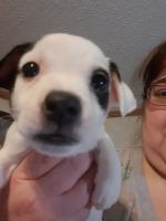 Jack Russell Terrier Puppies for sale in Saucier, MS 39574, USA. price: NA