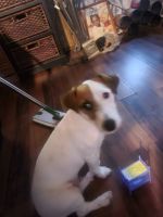 Jack Russell Terrier Puppies for sale in Southwest Jacksonville, Jacksonville, FL, USA. price: NA
