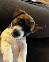 Jack Russell Terrier Puppies for sale in Punta Gorda, FL, USA. price: NA