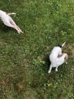 Jack Russell Terrier Puppies for sale in Bowie, MD 20720, USA. price: NA