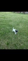 Jack Russell Terrier Puppies for sale in Rockford, OH 45882, USA. price: NA