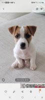 Jack Russell Terrier Puppies for sale in Jacksonville, FL 32258, USA. price: NA