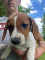 Jack Russell Terrier Puppies for sale in St Johnsville, NY 13452, USA. price: NA