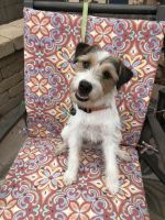 Jack Russell Terrier Puppies for sale in San Luis Obispo, CA, USA. price: NA
