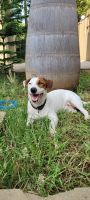 Jack Russell Terrier Puppies for sale in Chennai, Tamil Nadu, India. price: 50000 INR