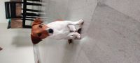 Jack Russell Terrier Puppies for sale in Sarjapur Rd, Kasavanahalli, Karnataka 560035, India. price: 30000 INR
