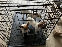 Jack Russell Terrier Puppies for sale in Wayne, MI 48184, USA. price: NA