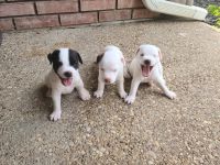 Jack Russell Terrier Puppies for sale in Ellis County, TX, USA. price: NA