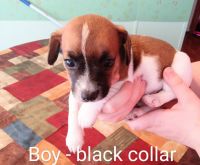 Jack Russell Terrier Puppies for sale in Harned, KY 40144, USA. price: NA