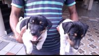 Jack Russell Terrier Puppies for sale in Ernakulam, Kerala, India. price: 30000 INR