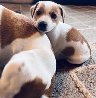 Jack Russell Terrier Puppies for sale in Fairview, OK 73737, USA. price: NA