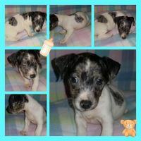 Jack Russell Terrier Puppies for sale in Advance, NC 27006, USA. price: NA