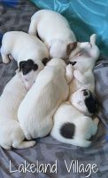 Jack Russell Terrier Puppies for sale in Lake Elsinore, CA, USA. price: NA