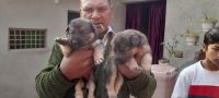 Jack Russell Terrier Puppies for sale in Muzaffarnagar, Uttar Pradesh, India. price: 7000 INR