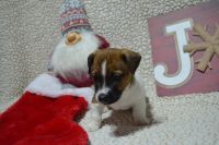 Jack Russell Terrier Puppies for sale in Great Falls, MT, USA. price: NA