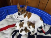 Jack Russell Terrier Puppies for sale in Penn Yan, NY 14527, USA. price: NA