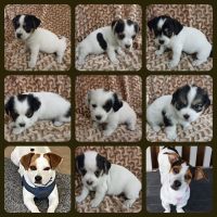 Jack Russell Terrier Puppies for sale in FL-44, The Villages, FL, USA. price: NA