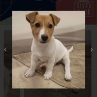 Jack Russell Terrier Puppies for sale in Hudson, WI 54016, USA. price: NA